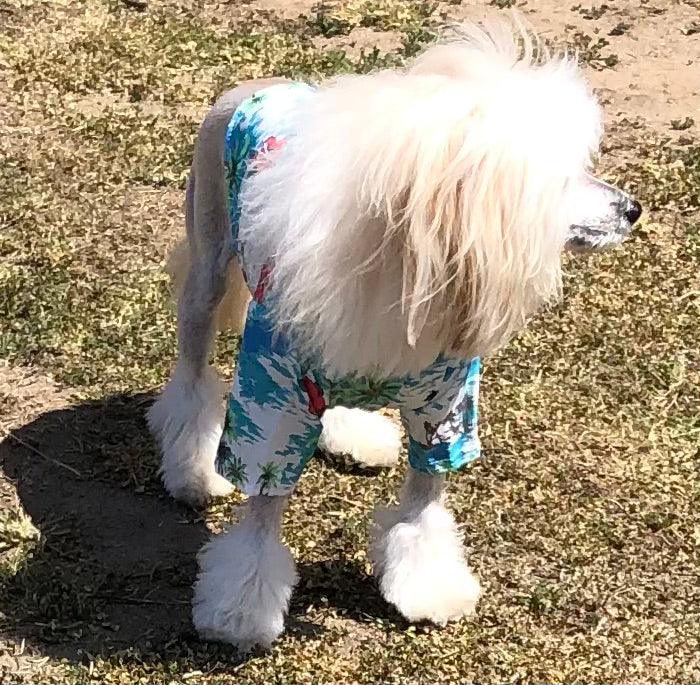 Lime in the Coconut Tropical Shirts