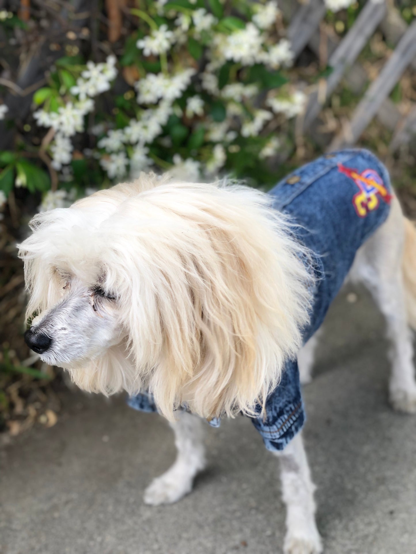 Woof There It Is Denim Jacket