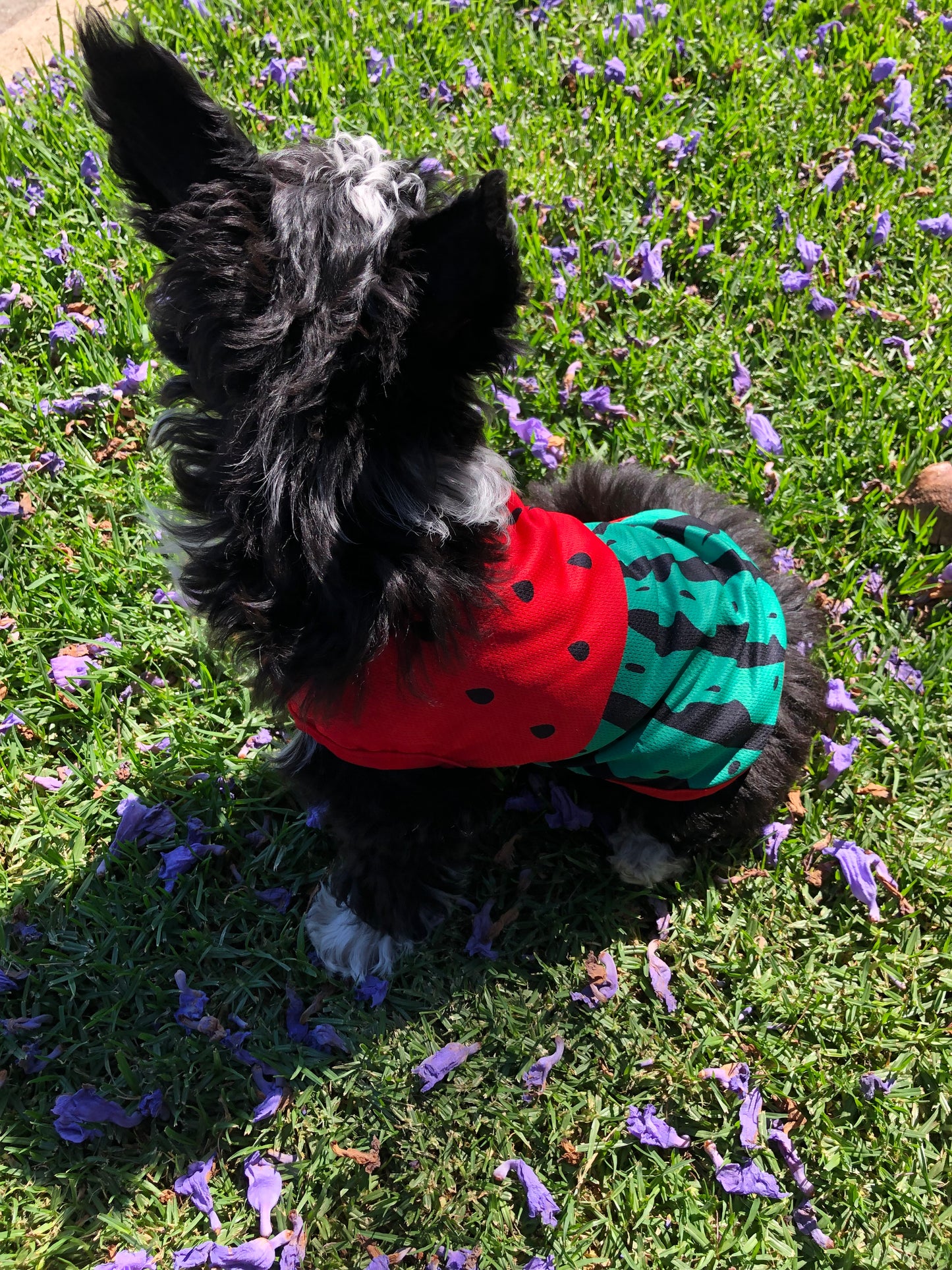 Watermelon Sugar Baby