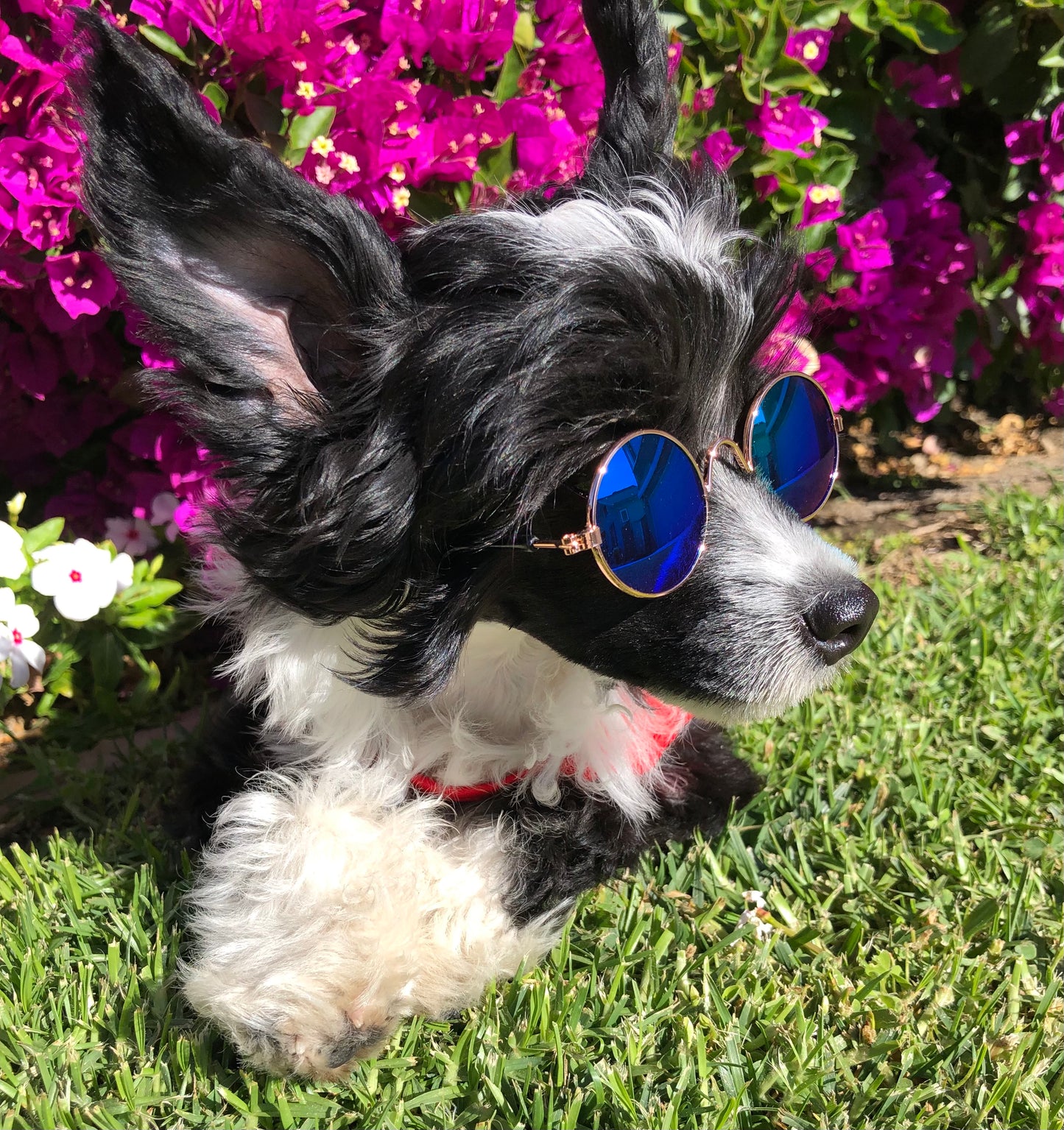 Look At Me Now Pet Eyewear