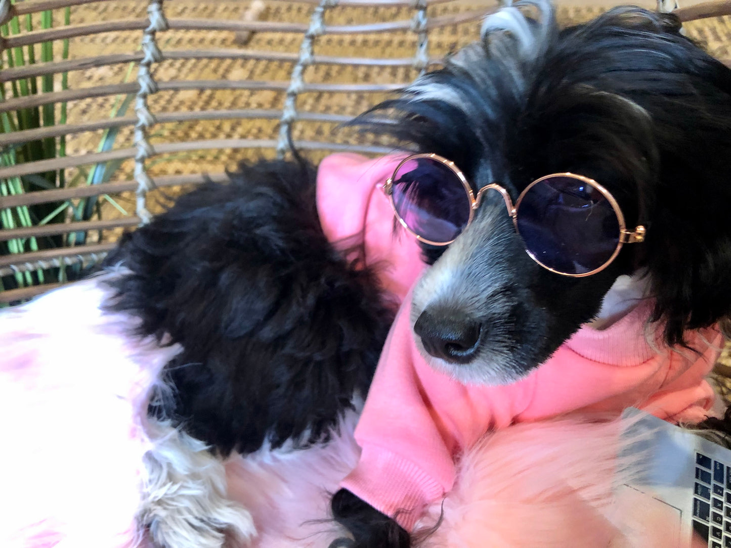 Look At Me Now Pet Eyewear