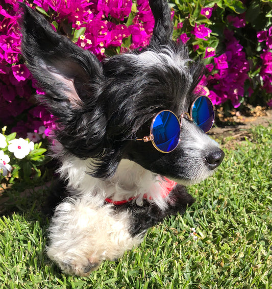 Look At Me Now Pet Eyewear