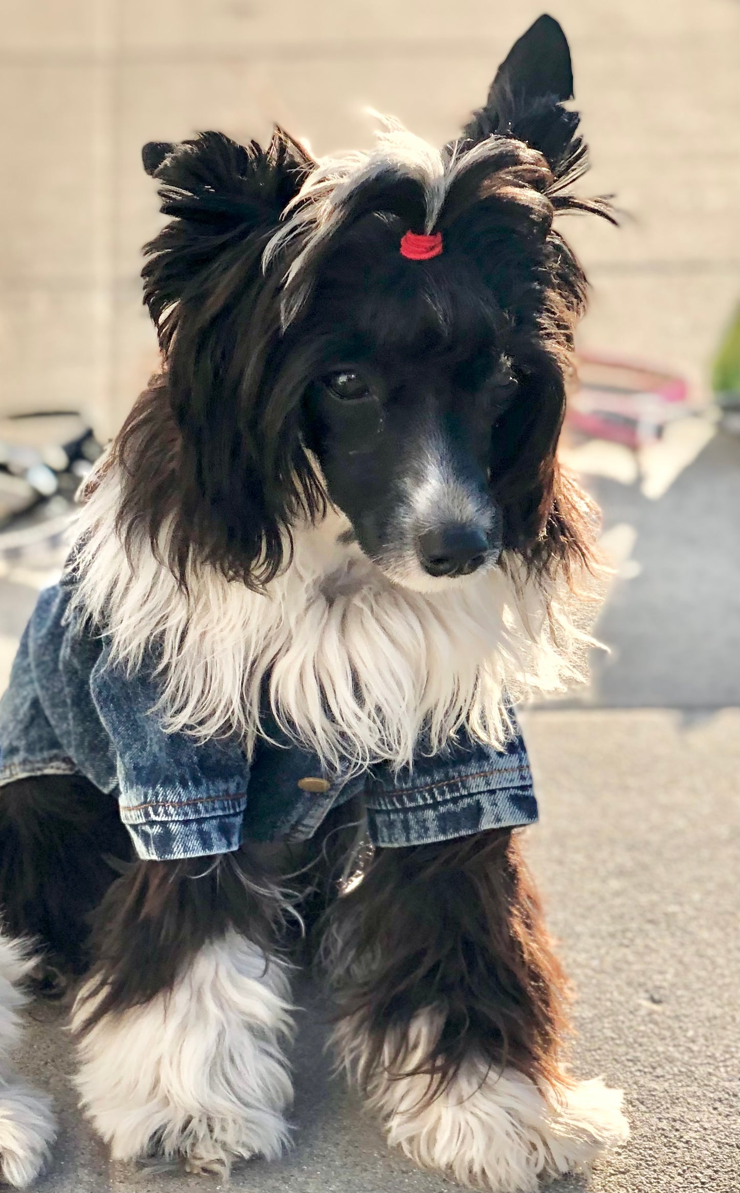 Woof There It Is Denim Jacket