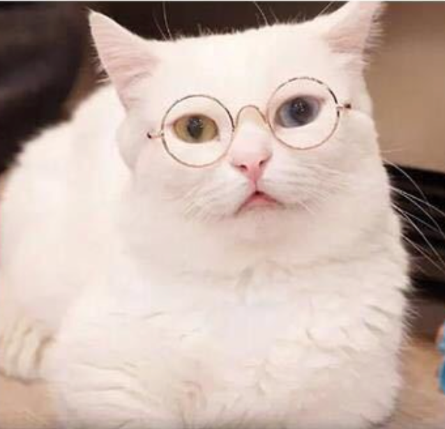 Look At Me Now Pet Eyewear